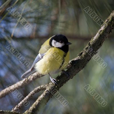 titmouse