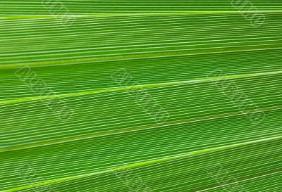green leaf