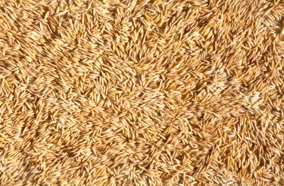 grains of oat