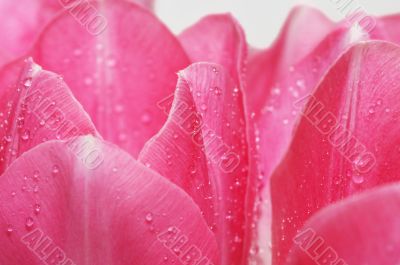 Lots of pink tulips with water drop.