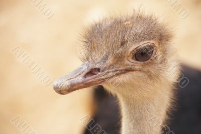 scruffy male ostrich