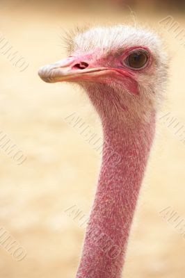 female ostrich