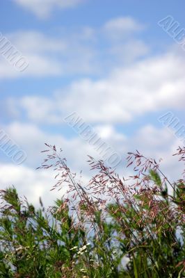 Wild grass