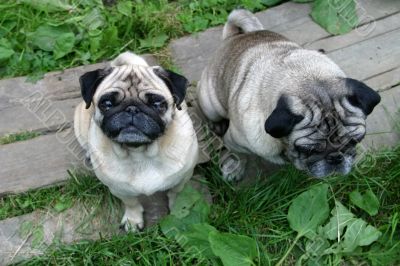 Family pugs