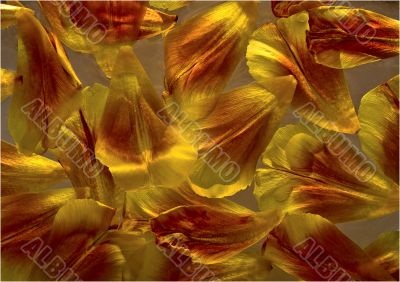 Golden tulip petals background