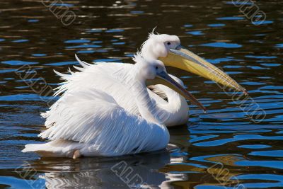 Pelican