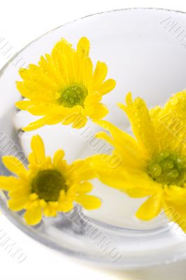yellow flowers