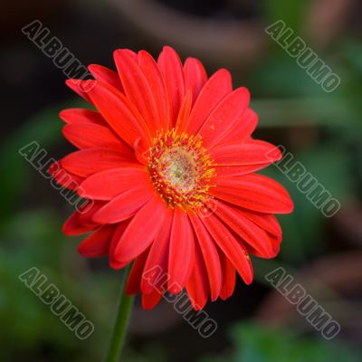 Red flower