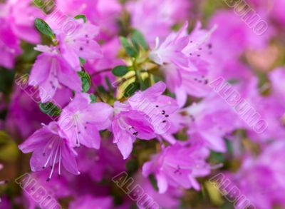 purple azalea