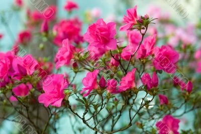 pink azalea