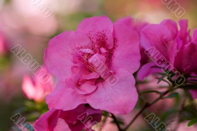 pink spring