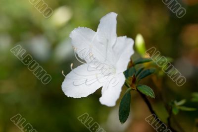 white azalea