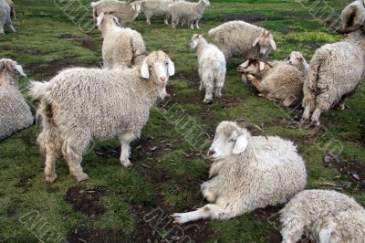 Sheep