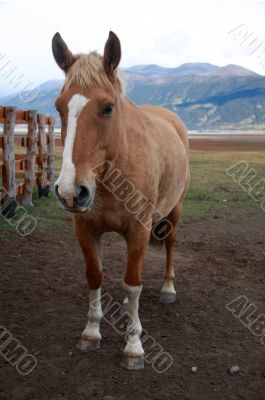 Horse
