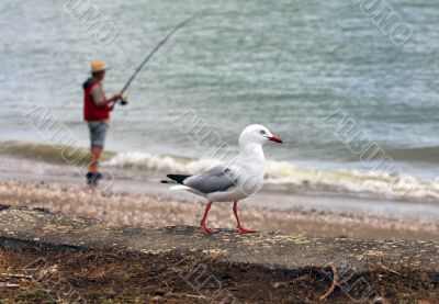 Fisherman and seagull