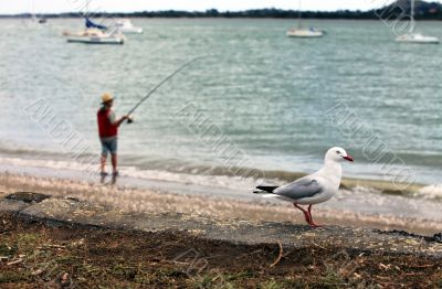 Fisherman and the seagull