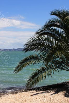 Palm on beach