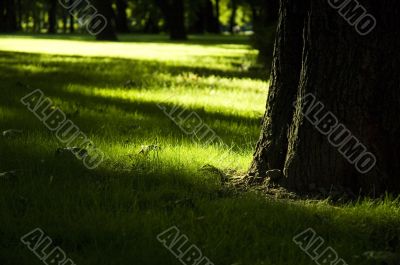 green grass