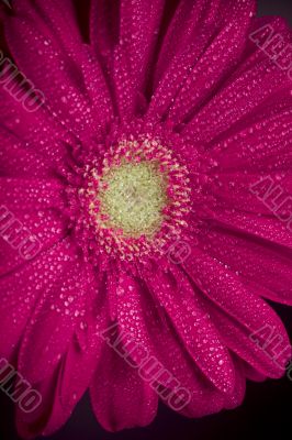 pink gerbera