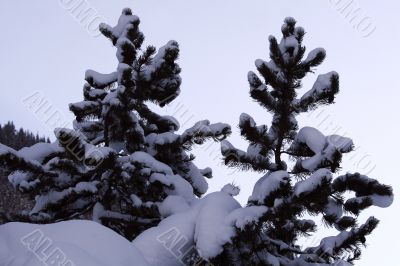 Pines covered with snow