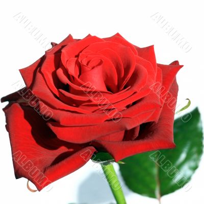 Red Rose