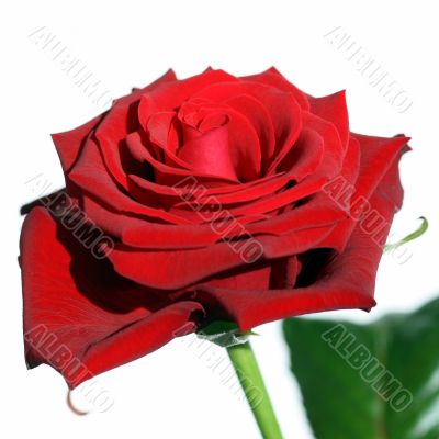 Red Rose