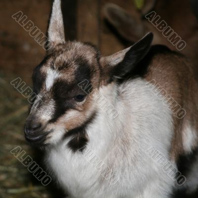 Young Goat