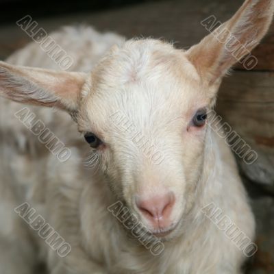 Young Goat