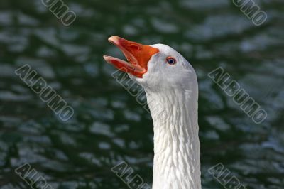 White Goose