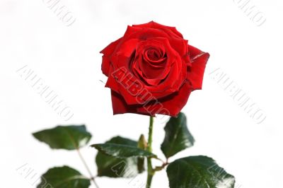 Red Rose