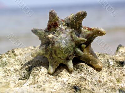 Shell