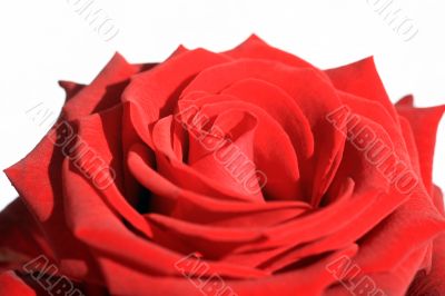 Red Rose
