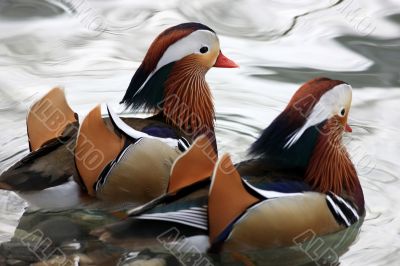 Two Mandarin Ducks