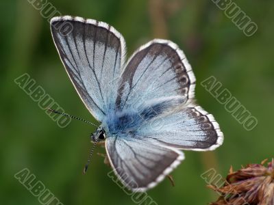 Butterfly - Lyssandra coridon