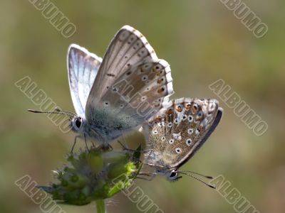 Butterfly - Lysandra coridon