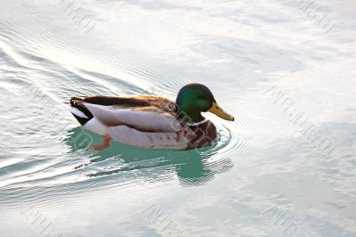 Swimming Duck