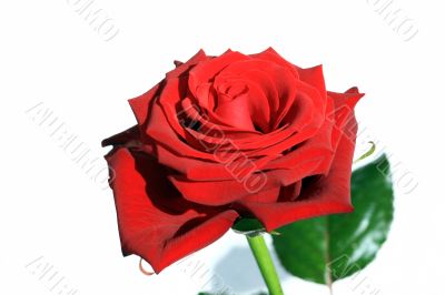 Red Rose