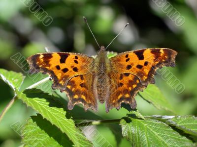 Butterfly - polygonium c-album