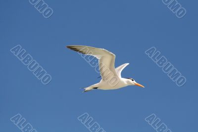 Flying gull