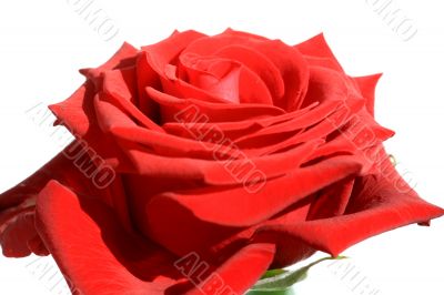 Red Rose