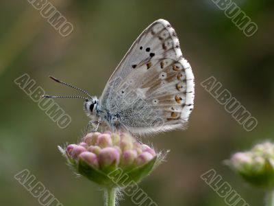 Butterfly - Lysandra Coridon
