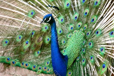 Peacock