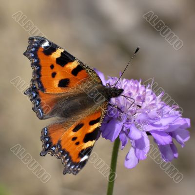 Butterfly - aglais urticae