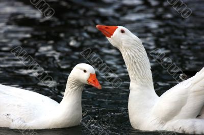 White Goose