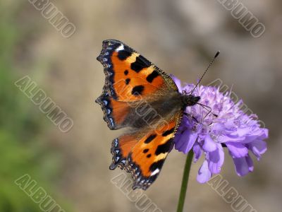 Butterfly - aglais urticae