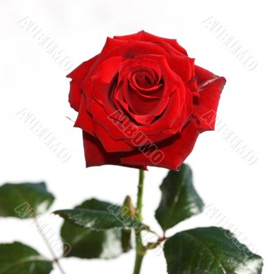 Red Rose