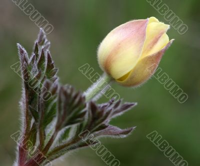 Closed Anemone