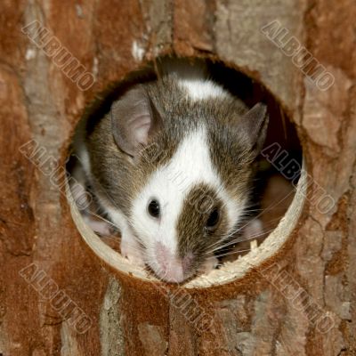 Portrait of a mouse