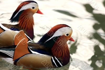 Two Mandarin Ducks