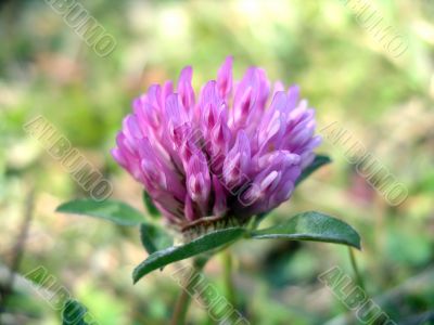 Red Clover